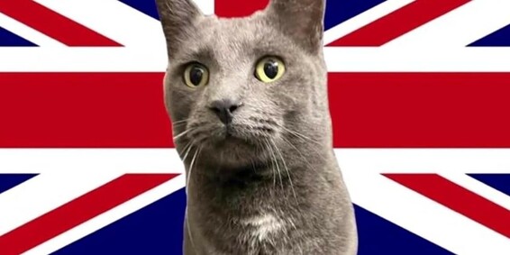 Cat found in Oklahoma has microchip registered in the United Kingdom, shelter says