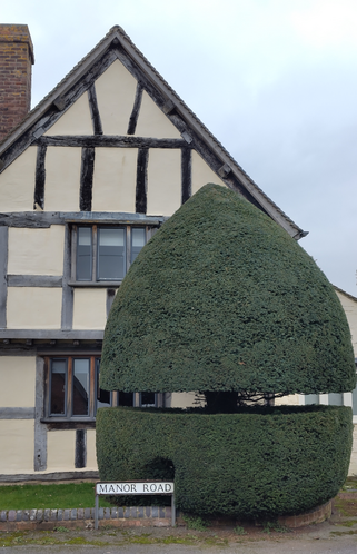 A mature fastigiate yew tree clipped into an egg shape with a band cut into it at one third height affording a view through the tree for drivers and occupants of the house behind. A street sign at knee level is also accomodated by the yew tree by topiary. The house is an old post and beam building.