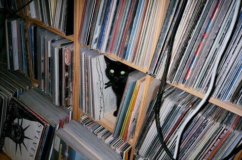 Cat on the vinyl plate closet