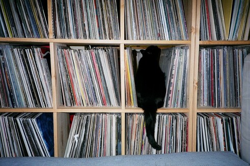 Cat on the vinyl plate closet (back view)
