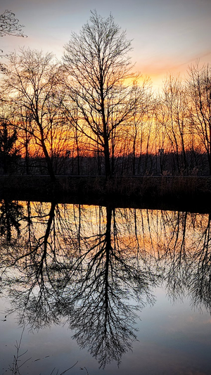 Kurz vor Sonnenuntergang heben sich Bäume mit ihren Ästen vom orange-gelben Horizont ab. Auf der glatten Wasseroberfläche im Vordergrund spiegelt sich alles symetrisch entlang der Uferlinie.