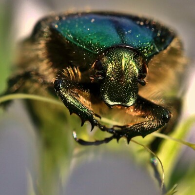 Closeup photography of a green rose chafer sitting on a white flower crossing his front legs. The sun reflects in the metallic color of the head