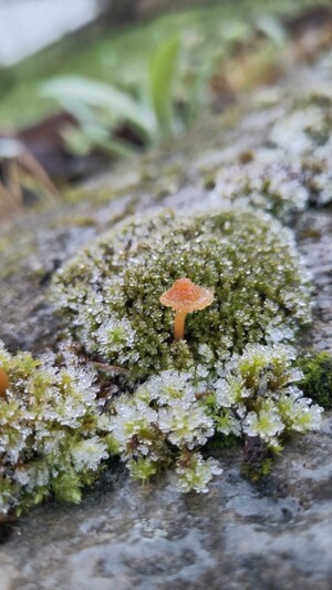 A close-up of a tiny orange mushroom growing between patches of moss on a flat stone. Everything is covered in some light frost.