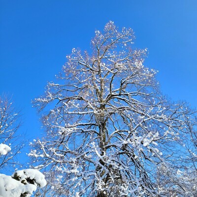 Verschneiter Baum.
Sehr blauer Himmel