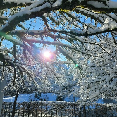 Sonne scheint durch verschneite Äste
