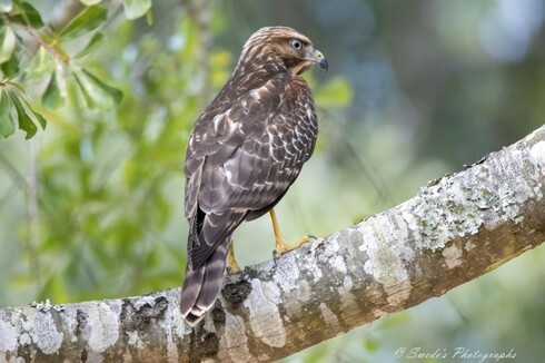 "The image shows a red-shouldered hawk perched on a tree branch. The hawk is facing to the right, with its body turned slightly away from the camera, giving a clear view of its back and side. The bird's plumage is a mix of brown and white, with intricate patterns of lighter and darker feathers. The feathers on its back and wings are predominantly dark brown with white spots, while the tail feathers are banded with dark and light stripes. The hawk's eyes are sharp and piercing, with a yellowish hue around the pupils. Its beak is curved and sharp, designed for tearing flesh, and is dark in color with a yellow base. The legs and feet of the hawk are yellow, with strong, curved talons that are dark at the tips. The bird is perched on a branch covered in patches of lichen, with a background of blurred green foliage, indicating a natural habitat." - Copilot