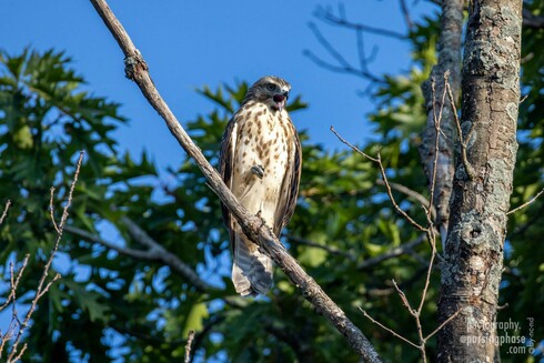 One claw raised, the other holding onto a steeply-angled bare branch, a brown-flecked, white-fronted hawk opens its beak to call.