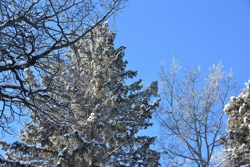 looking up through some bare poplar branches- dark below snocapped on the upper sides,  toward the tops of several trees- a large dense spruce heavily coated with frost and snow, some airy frosty poplar tops and a bit of another snowy spruce. The shot is overexposed a bit, enhancing the white and silver effect, and sky behind is clear blue.
