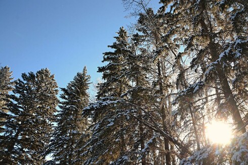At lower right, a ball of barely gold  morning sun shines through the lower branches of a row of tall spruce trees. While still darkish, the trees are lightened by snow on branch tops, and a coating of frost crystals, with the sun adding an extra glow to these water crystals, from the back side of the row of trees. The sky, mostly seen to upper left, is clear blue.