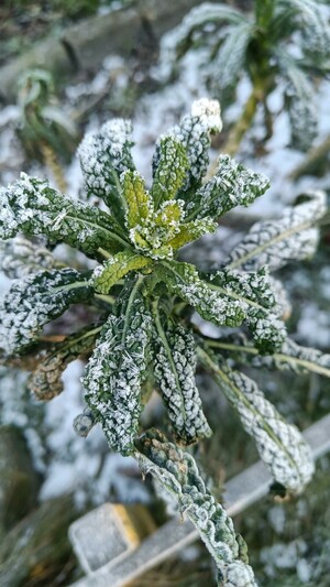 Closeup of dino kale in the garden, still visibly growing through the winter: the youngest, innermost leaves are burnt yellow with frost while the outer leaves still show as dark and hardy green. Everything is dusted with thick crystals of hoar frost, which shows off the texture of the leaves while glittering nicely in the early morning light. In the background, more hoar frost covers the ground