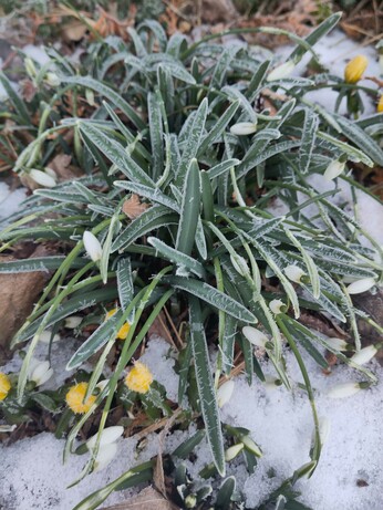 A clump of snowdrops on a snowy field with tiny needle shaped ice crystals clinging to their leaves and some small yellow winter aconites poking through in front.