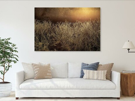 Golden morning sunlight bathes a field of frosty shrubs, creating a warm and serene atmosphere, a visually appealing morning scenery. The soft glow enhances the intricate details of the frosty, backlit branches in the tranquil scene at Edmonds, Washington state.