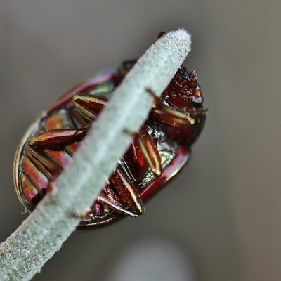 The beetle is climbing on a lavender leave, showing its belly.