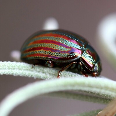 Side view of the rosemary beetle