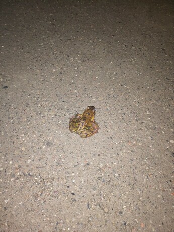 A frog sits on a gravel path in the dark, illuminated by a camera flash.