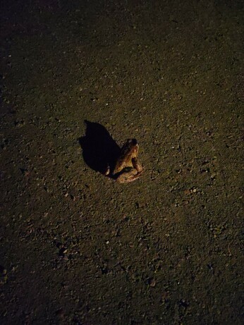 The same frog on a gravel path casting a long shadow