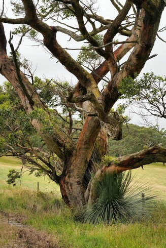 A large tree with various branches gnarled and wild. In South Australia.