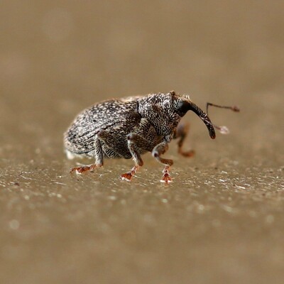 Side view of a Ceutorhynchus pallidactylus stomping over an acrylic surface