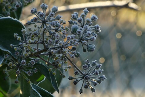 Hedera helix, ivy in the frost - the umbels where the berries used to be look like spiky baubles or a 1970s lamps. They're covered in tiny frost spikes. In the background there is sunlight and a very blurred wire fence. The green of the ivy leaves has some sunny spots.