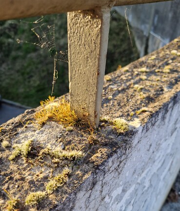 Photo du dessus d’un muret gris. On y voit des mousses dans des tons de vert et de jaune, et une toile d’araignée à l’angle d’un des piliers de la balustrade qui le surmonte.