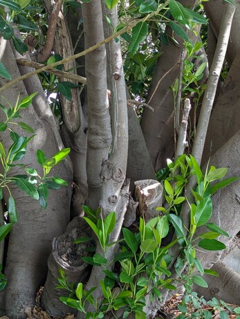An eye-level shot shows the base and lower trunks of a tree with smooth gray bark. The trunks are of varying thicknesses, and some have been cut, leaving stumps. New green shoots with shiny leaves are growing from the base and along the trunks. A few dry leaves litter the ground around the tree.

via @altbot