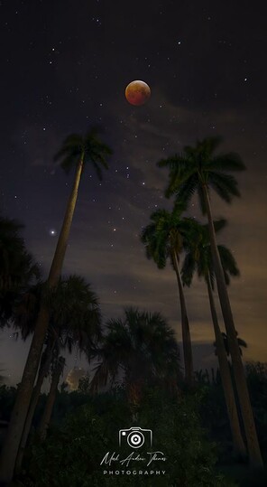 A Blood Moon eclipse casts a glow on a grove of Cypress Palm trees in the Florida Everglades.