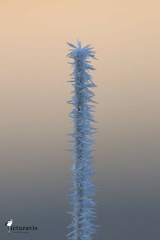 A vertical photo of a plant stalk covered with spiky ice crystals. The background is a gradient from bluish gray to light yellow/orange.