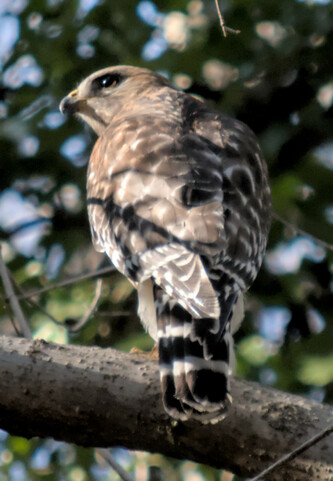 A red shouldered hawk perched on a branch, facing away from the camera, looking to the left.