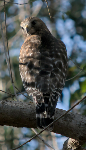 A red shouldered hawk perched on a branch, facing away from the camera, looking behind him towards the viewer over its left shoulder.