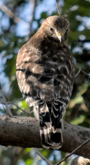 A red shouldered hawk perched on a branch, facing away from the camera, looking behind him towards the viewer over its right shoulder.