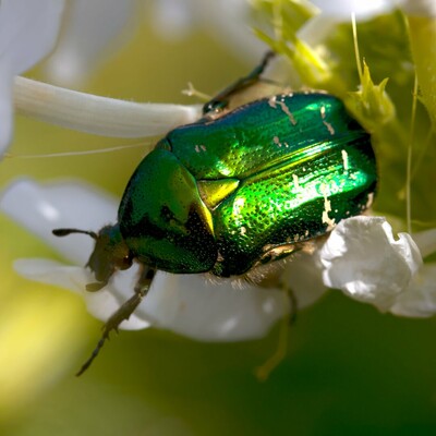 A green rose chafer walking over a white blossom