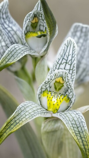 Close up of an orchid growing in the Patagonia region of Chile. It belongs to the genus Chloraea. 

patagonia #chile #torresdelpaine #nationalpark #andes #nature #closeup #botanical #delicate #flower #BuyIntoArt #AYearForArt #artforsale #wallartforsale #giftideas @joancarroll 

https://joan-carroll.pixels.com/featured/patagonian-orchid-joan-carroll.html
