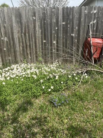 Image of white primrose spreading along fence near a rust wheelless wheelbarrow.
