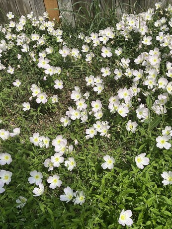 Closeup image of thick blanket of white primrose that appeared along my backyard fence after the rain.