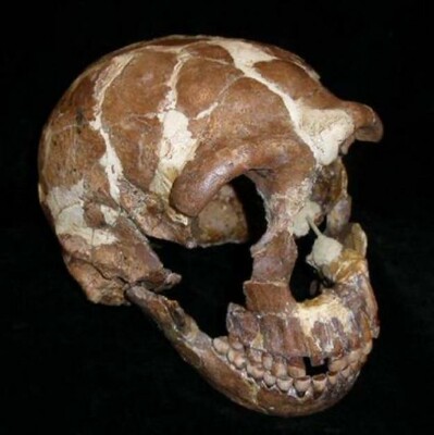 The Neanderthal female skull Tabun 1
