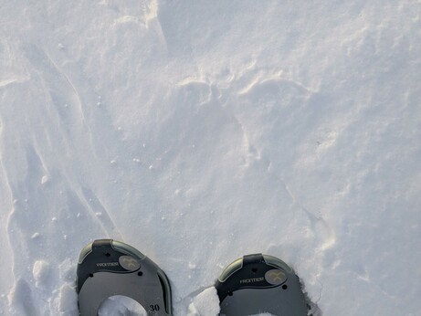 Image: Looking down at the tips of my snowshoes in the snow. 

Imagen: Mirando hacia abajo a las puntas de mis raquetas de nieve en la nieve.

Image : Je regarde le bout de mes raquettes dans la neige.

Billede: Ser ned på spidserne af mine snesko i sneen.

Bilde: Ser ned på tuppen av trugene mine i snøen.

Ajjiliuqtausimajuq: takunnaqtunga ataanut sikumi kailluarutikka tipinginnik aputimi.

Assilisaq: Qimuttuitsuni qimmit qimuttut tippiisa allamut qiviarlugit.

Govva: Geahččan vuolábeallái mu snihkkárgávttiid muohttagis.

Kuva: Katson lumikenkieni kärkiä lumessa.

Bild: Blick auf die Spitzen meiner Schneeschuhe im Schnee.