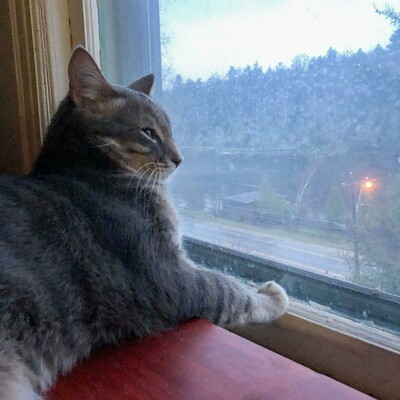 A large gray tabby cat contemplates through a square window, where dusk is illuminated by a single yellow orb of a street light, sky and forest and road beyond, while his face has narrowed eyes express his determination, and ears upright and alert.