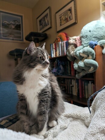 Vertical photo of my floofy grey and white kitty, Neverfell, sitting on an inside-out fleece robe on the footrest of a living room chair like a beautiful statuette against a backdrop of a bookcase, plushies, cat tree, and various paintings. Her white-ruffed body is facing us, her ruff tapering to a fluffy poet's collar between the softly striped pillars of her grey legs, which end in two daintily poised paws. She is looking, with equal poise, off to our right, where the warm, pre-sunrise lamplight is falling in to warm her pretty grey face with its white blaze down the nose, white chin and throat, and beautiful white whiskers. 

The plushies include a very large, shelf-topping, sage-colored octopus, a Highland cow, and a tiny bat, and, further along the shelf atop some fairy tales, a personified rainbow and a kingfisher. The paintings include a pair of watercolors of The LoTR's Eowyn and Boromir and a version of Raeburn's Skating Minister in which the minister is a great blue heron ice skating across Oregon's largest lake.