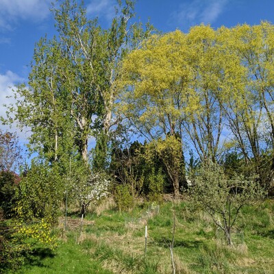 A photo showing a pasture with some fruit trees with willow and cottonwood beyond it up high. The sky is blue with some wispy clouds. There is an apple tree in full bloom in the lower left center. There's a clove currant in the lower left. A just starting to bloom Spitzenburg type apple tree near the lower right with a brooks plum behind it's trunk low. A comice pear blooming center low. A walnut with some buds growing close and lower center. The aus hybrid willows in the upper right are yellow colored. The old cottonwood center right high has many new green leaves along with some dead wood up high that will crash down randomly because it's a cottonwood.  There's lots of things in this photo... you get the idea.
