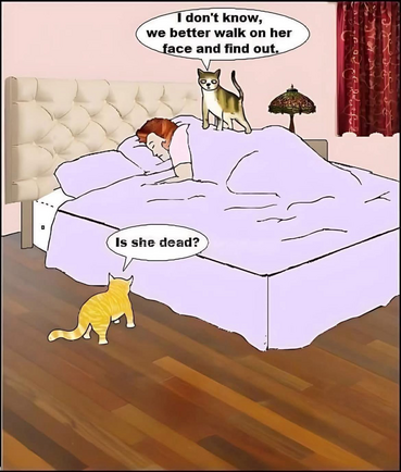 (2 cats at the bed of a woman who is sleeping)  Is she dead?  I don't know, we better walk on her face and find out.