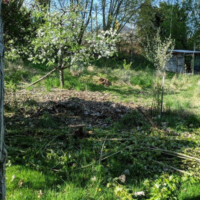 A view looking north at an apple tree with 3 gravenstein leaders and 1 jonathan leader grafted onto some random crab apple tree that grew from seed. There is a smaller but older tree to the right that is partially blooming that is likely a Spitz or hybrid type apple on it's own roots which means it grows really slow, plus it had physical damage from freezing weather with the water running that iced it up and it split from weight with apples on it one harvest season. There is a small EU type plum between the trees.