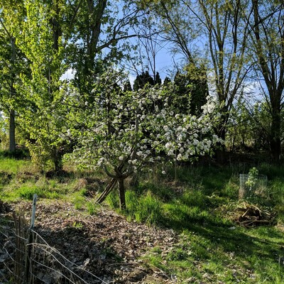 A view of the Gravenstein/Jonathan apple tree looking northwest. The grass free area to the left was a thicket of cottonwood suckers.