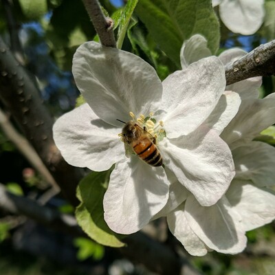 A honey bee on an apple blossom in full sun. The bee is average to light colored. The flower has a tint of pink to it's whiteness.