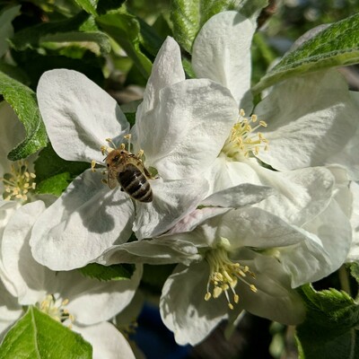 A honey bee on an apple blossom. The bee is dark colored. The flower is pretty much just white.