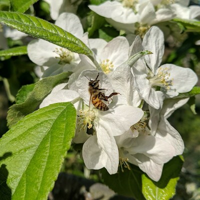 A honey bee hanging from an apple blossom by one leg. The bee appeared to be stuck so I took it's photo.. then I gave it a nudge and it crawled on top of the flower. It is an average colored bee.. maybe a little light colored.