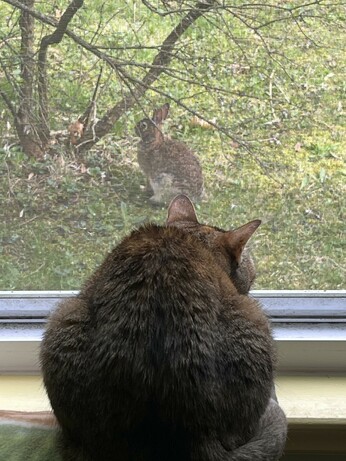 A house window box, outside green grass and the base of a lilac shrub, adjacent to the base of the lilac is a jackrabbit. In the foreground, on the windowsill, my feline Keeley, brown and tan striped tiger-kitty staring intently at the rabbit. Between them, a metal screen in the window.