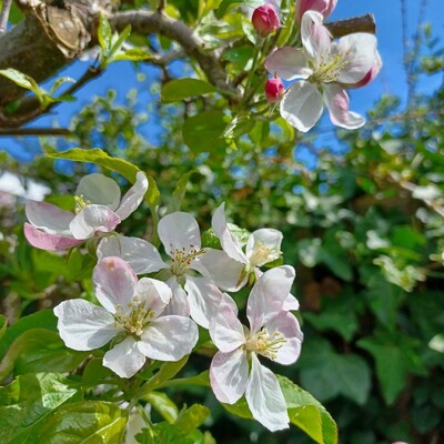 Close-up of a few white- and-pink blossoms on an apple tree. The sky that is visible is very blue.
