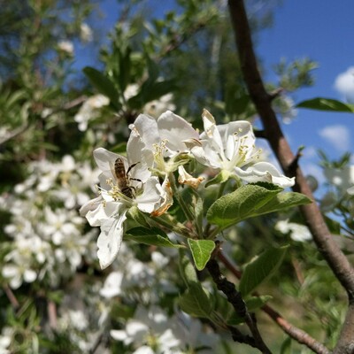A honey bee on an apple blossom. The bee is facing down with it's left side towards the camera. It's a slightly dark colored bee. The blossom are white with a bit of pink. The sun is out, the sky is blue with some clouds in the upper and right.