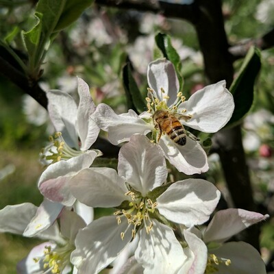 A honey bee on an apple blossom that's pinkish. The bee is bright colored on the orange or amber side and has a black butt. It is facing up and to the left with it's back visible.