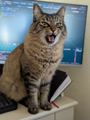 a fluffy brown tabby cat sitting in front of a computer monitor with a code editor open. the cat has her mouth open because she is yelling at me for not playing attention to her.